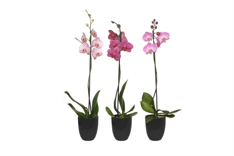 Phalaenopsis mix 60cm 12cm Pot