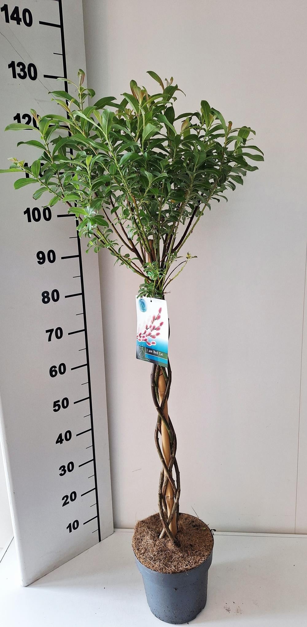 Salix gracilistyla Mount Aso 110cm 21cm Pot