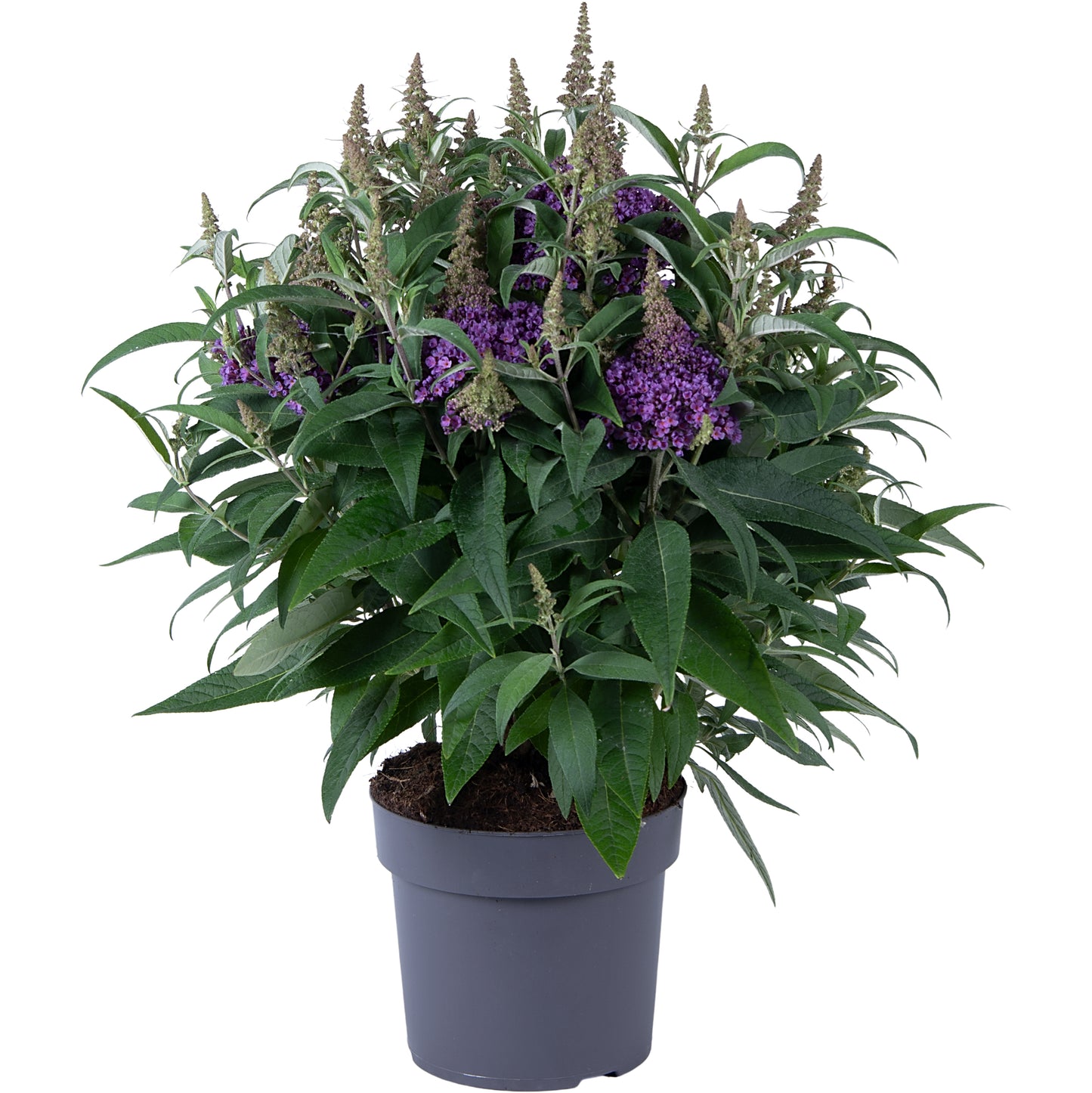 Buddleja Butterfly Candy Little Lila 60cm 19cm Pot