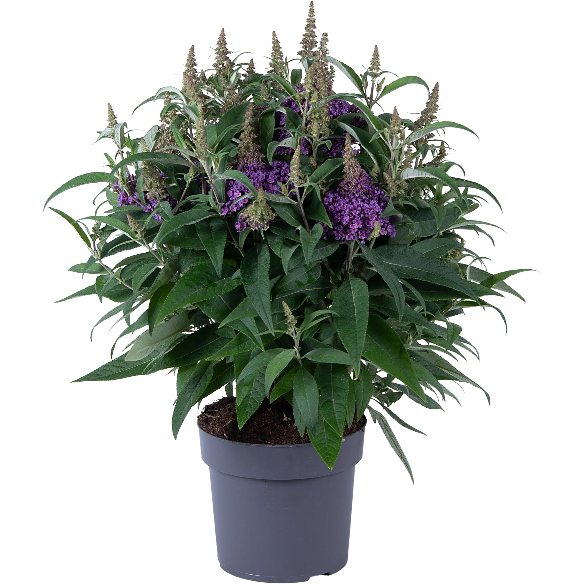 Buddleja Butterfly Candy Little Lila 60cm 19cm Pot