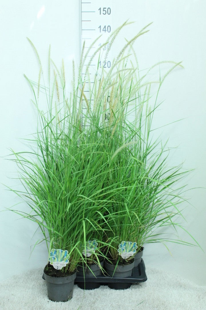 van Tol & Van der Linde Pennisetum orientale Pack of 6