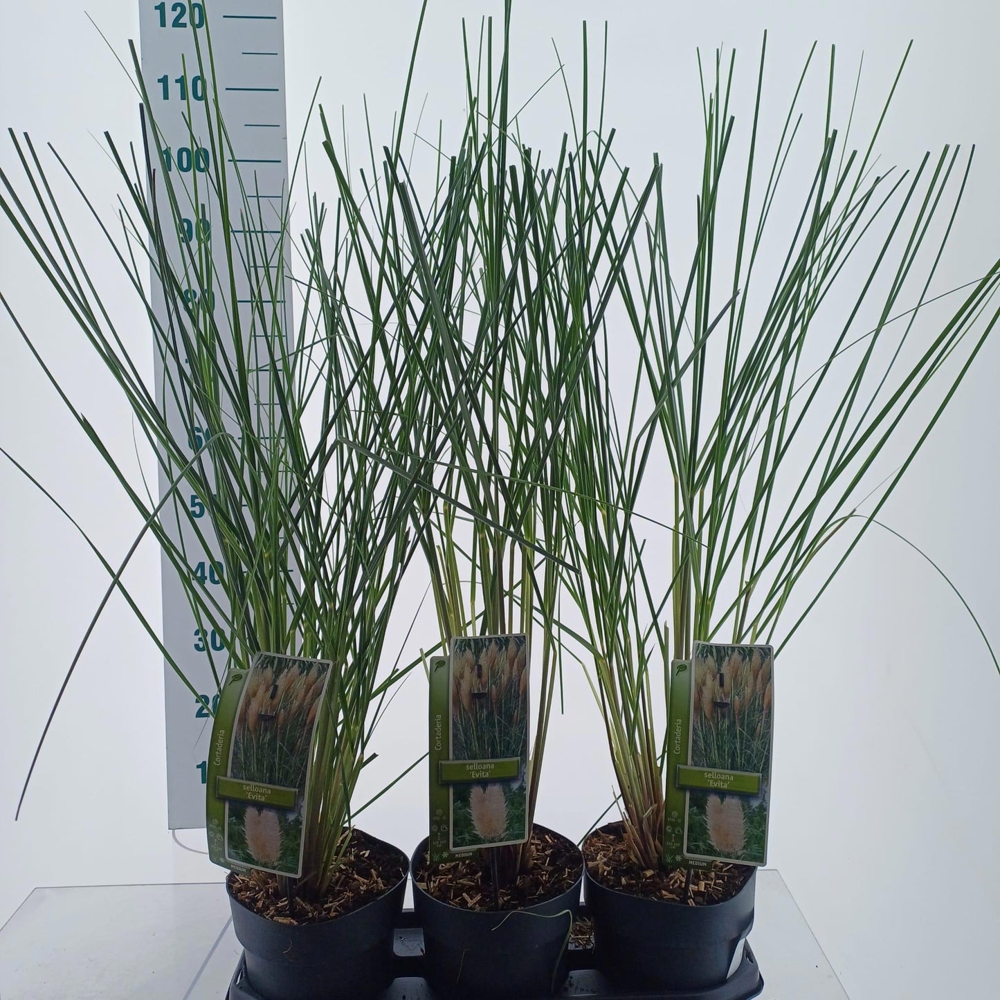 Cortaderia selloana 100cm 19cm Pot