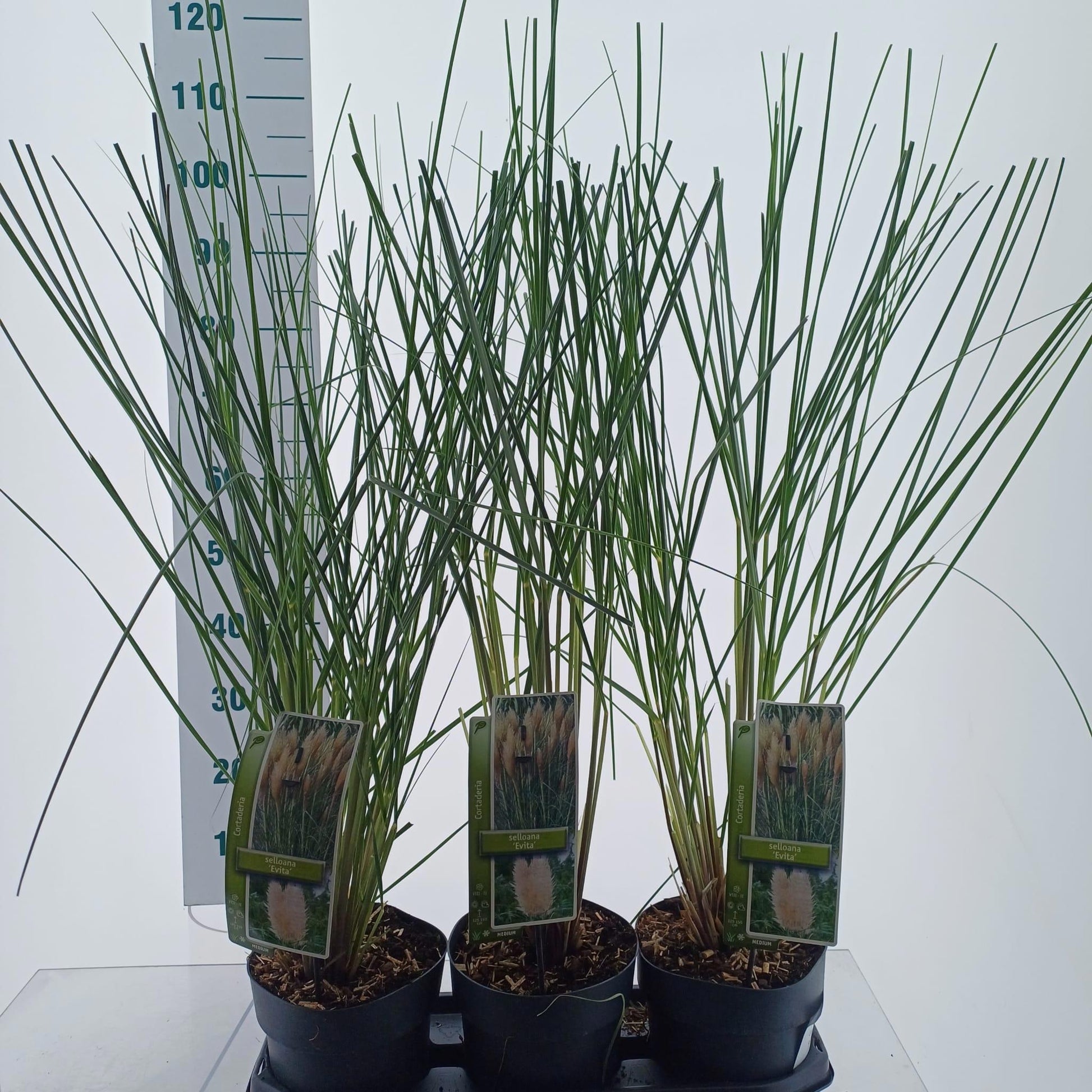 Cortaderia selloana 100cm 19cm Pot