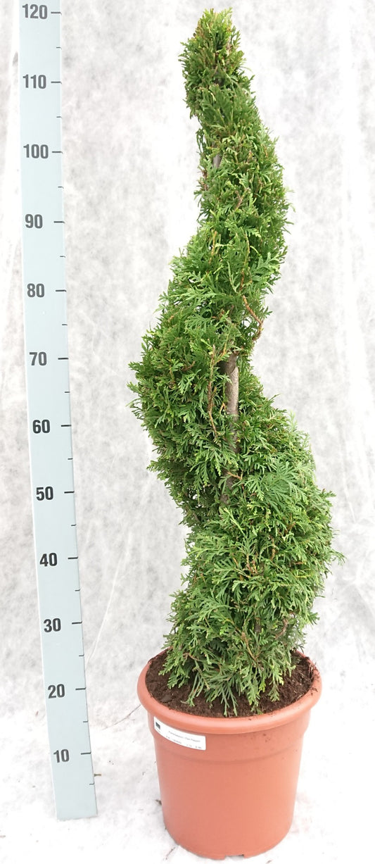Thuja occidentalis Brabant 110cm 26cm Pot