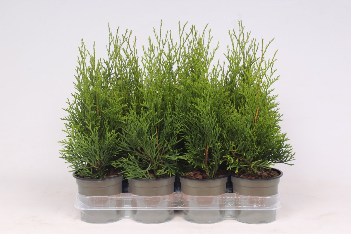 Thuja occidentalis Smaragd 30cm 11cm Pot