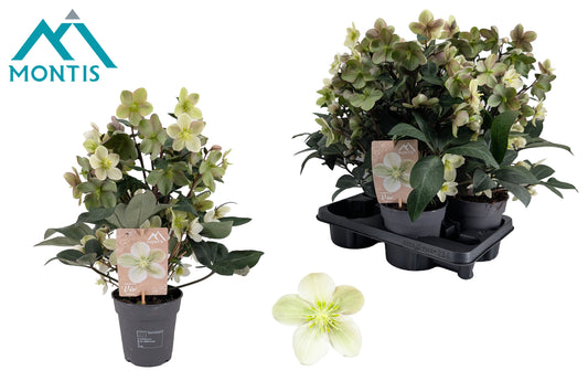 helleborus-viv-valeria-35cm-15cm-pot-hovsfv15cm