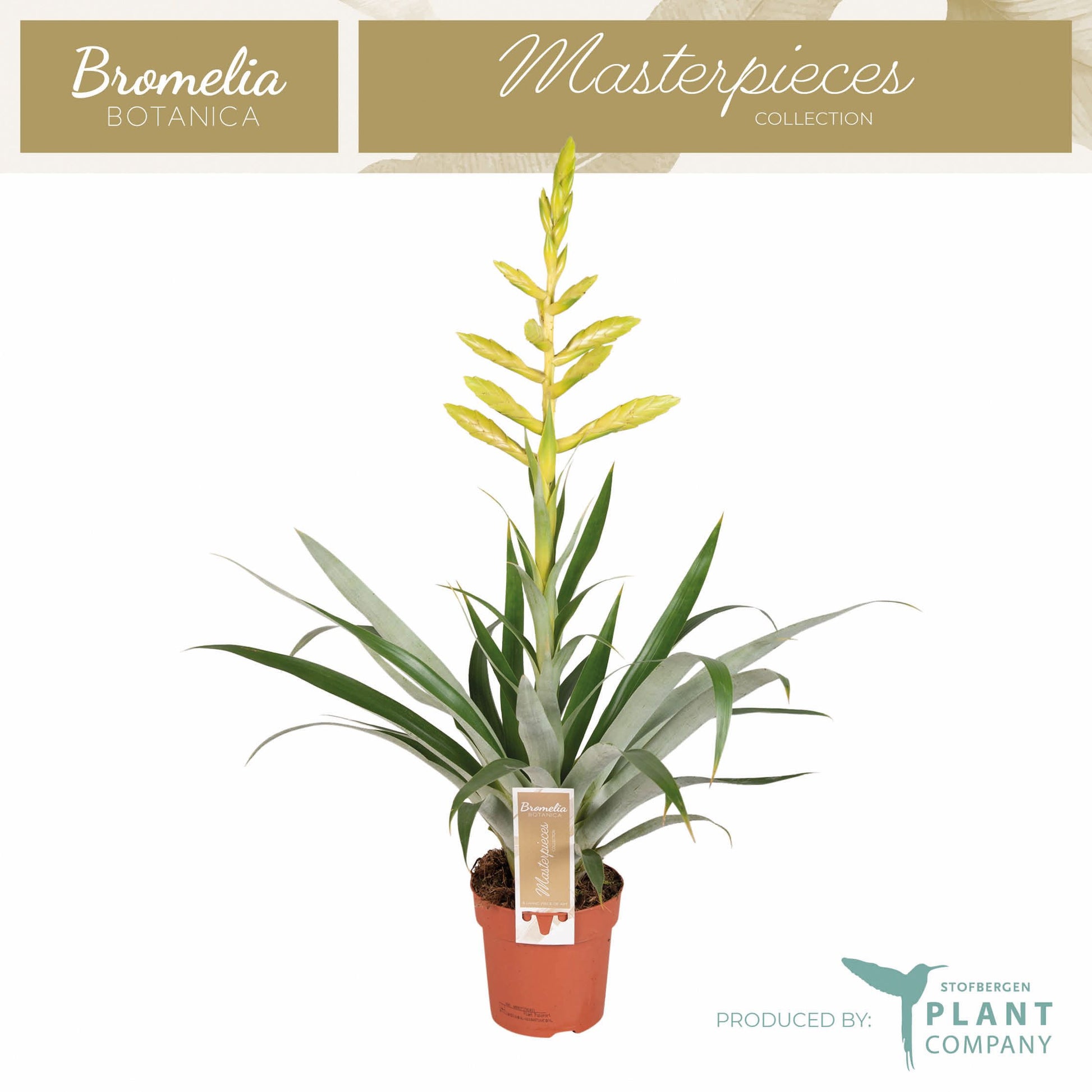 Tillandsia Oerstediana 60cm 12cm Pot