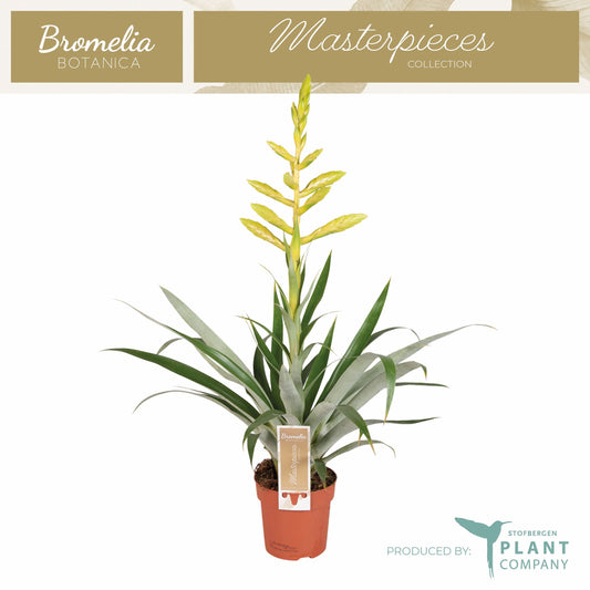 Tillandsia Oerstediana 60cm 12cm Pot