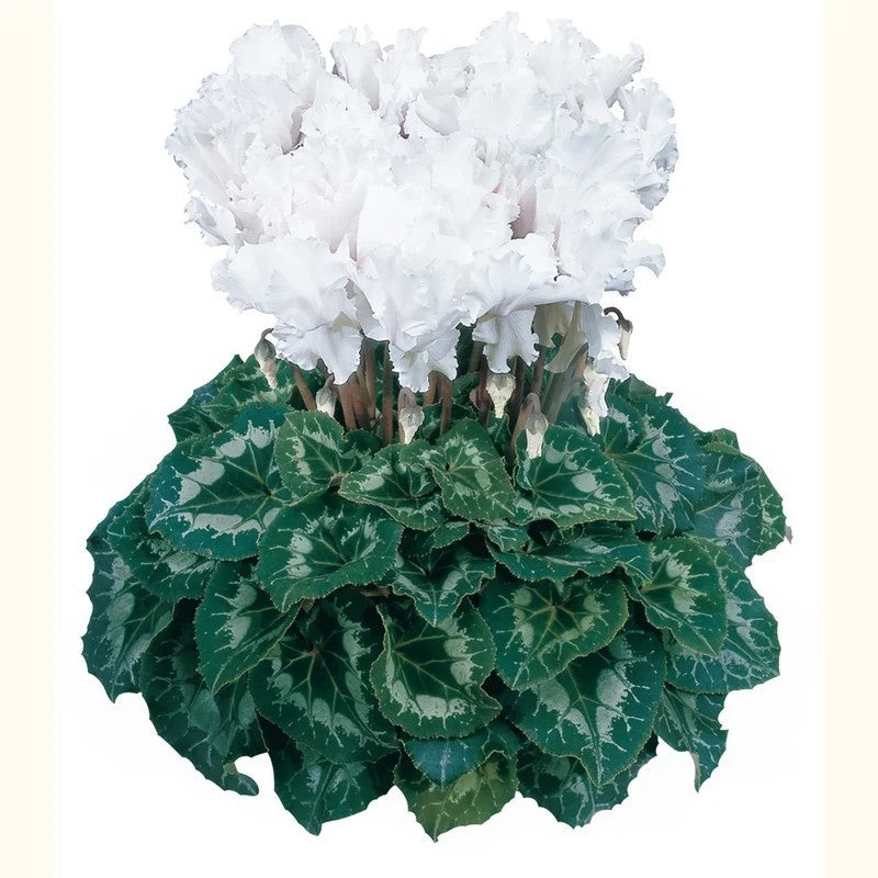 Cyclamen Halios Curly 30cm 17cm Pot