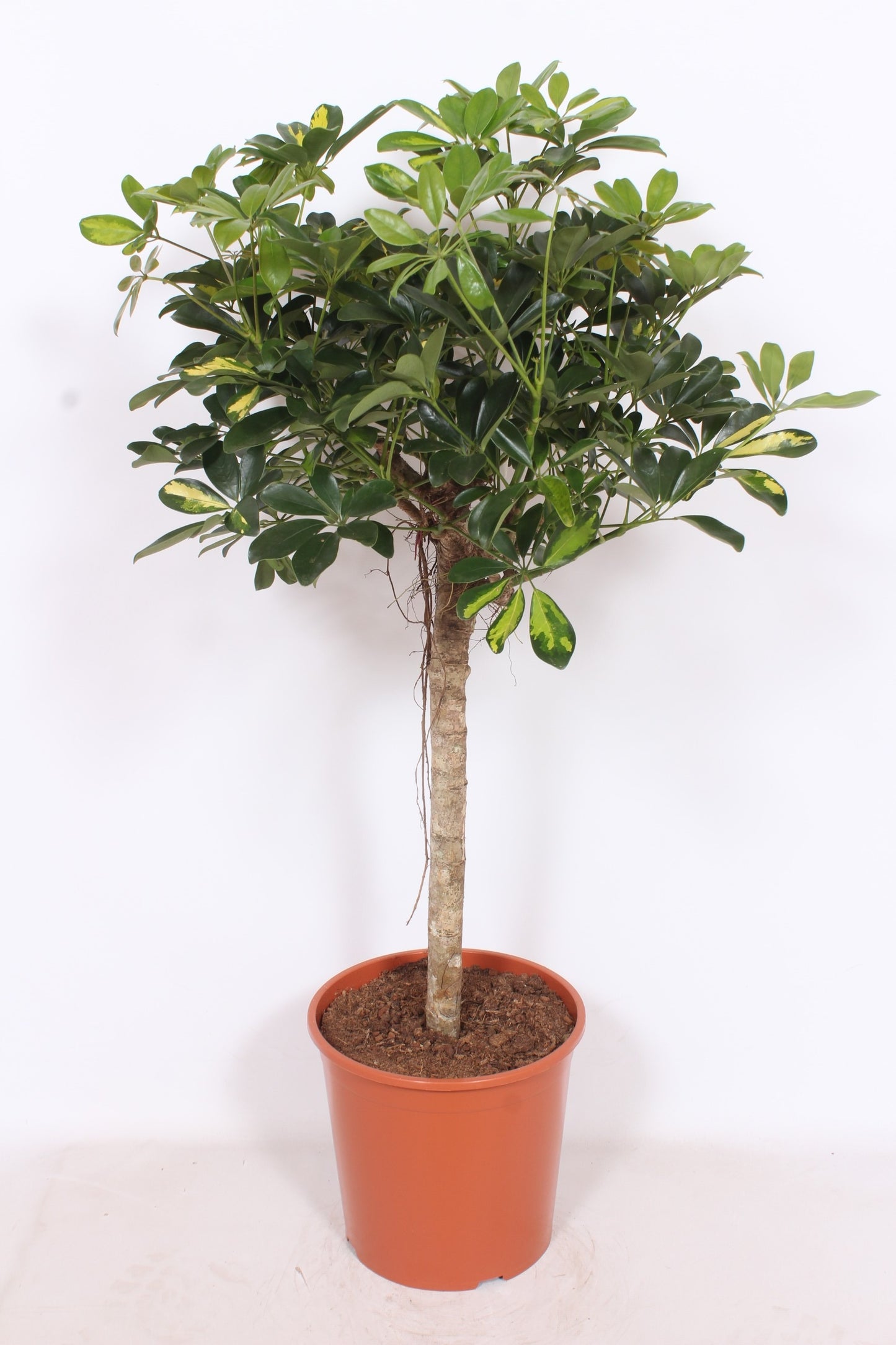 Schefflera Gold Capella 120cm 30cm Pot