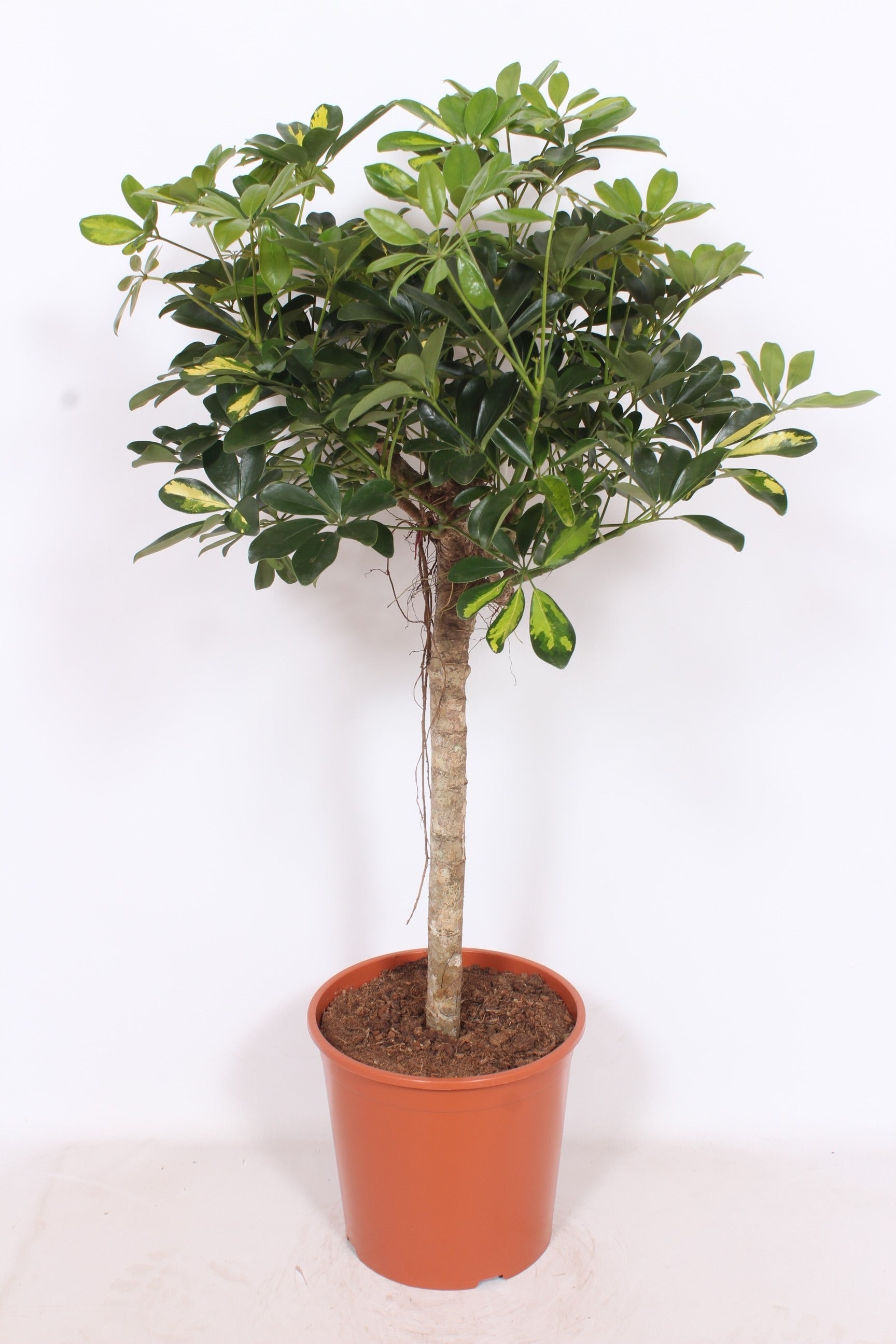Schefflera Gold Capella 120cm 30cm Pot