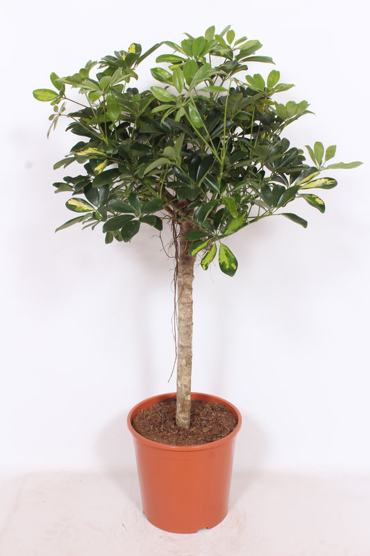 Schefflera Gold Capella 120cm 30cm Pot