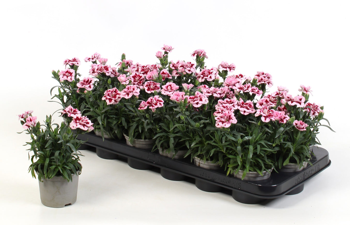 Dianthus Oscar Purple Star 15cm 9cm Pot