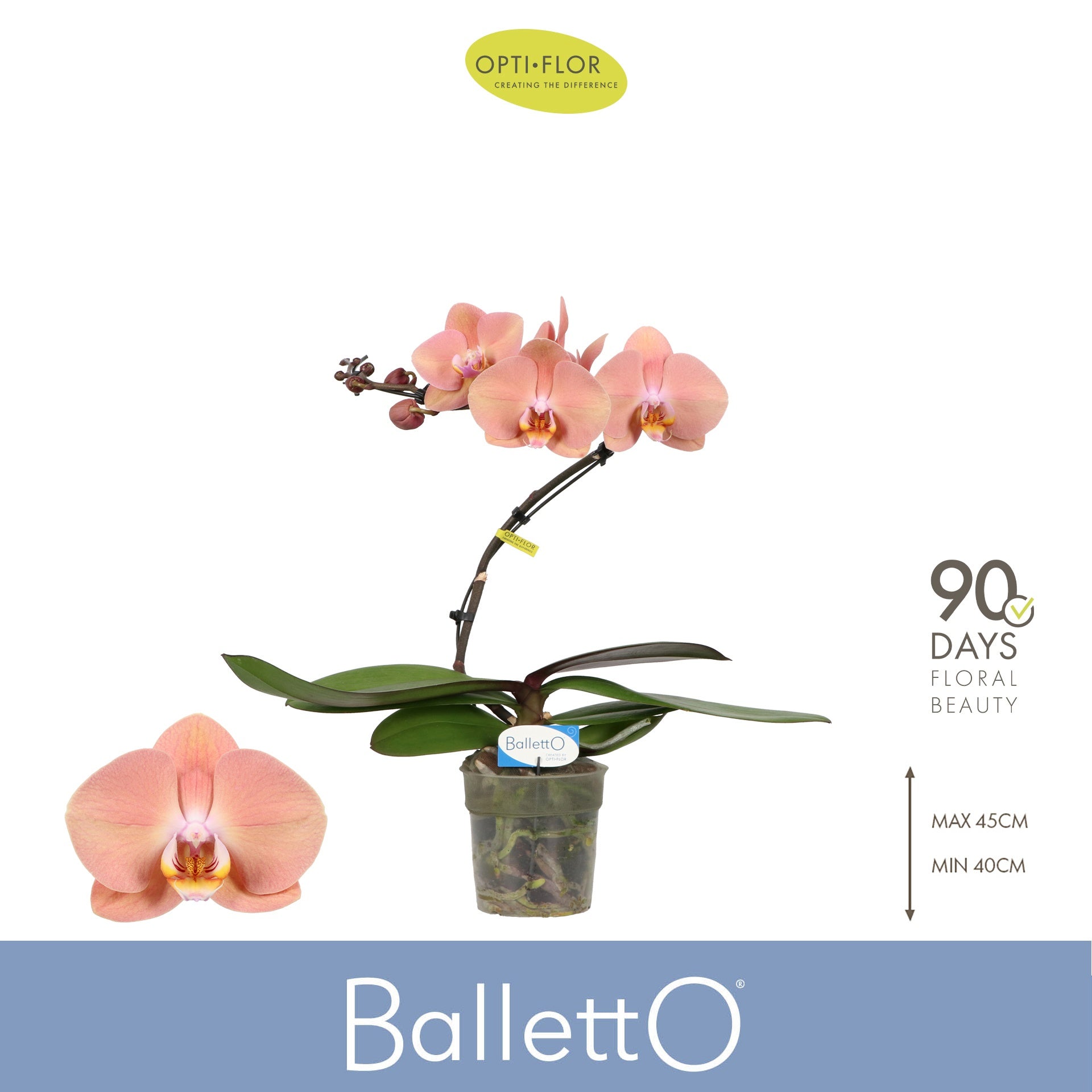Phalaenopsis overig zalm 45cm 12cm Pot