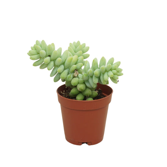 Succulent mix 8cm 5.5cm Pot