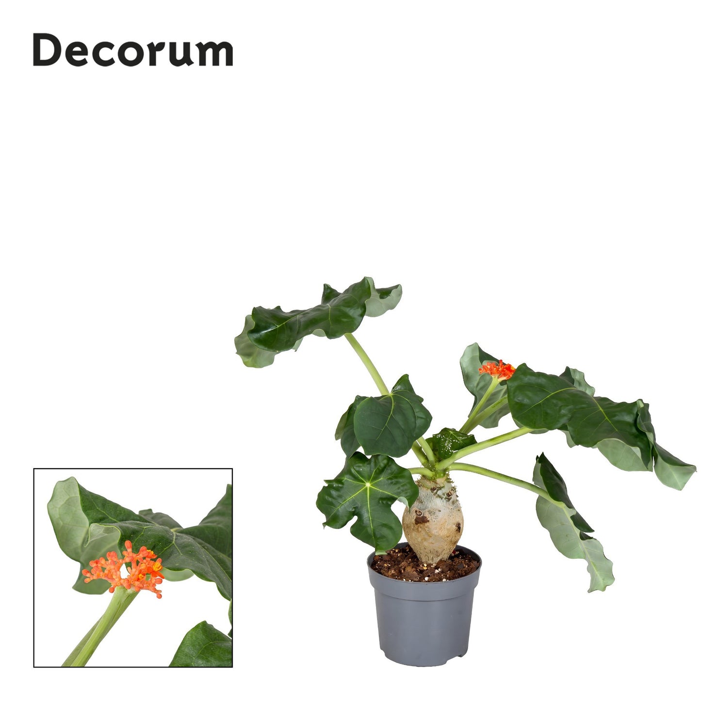 Jatropha Podagrica Oranje Decorum 25cm 13cm Pot