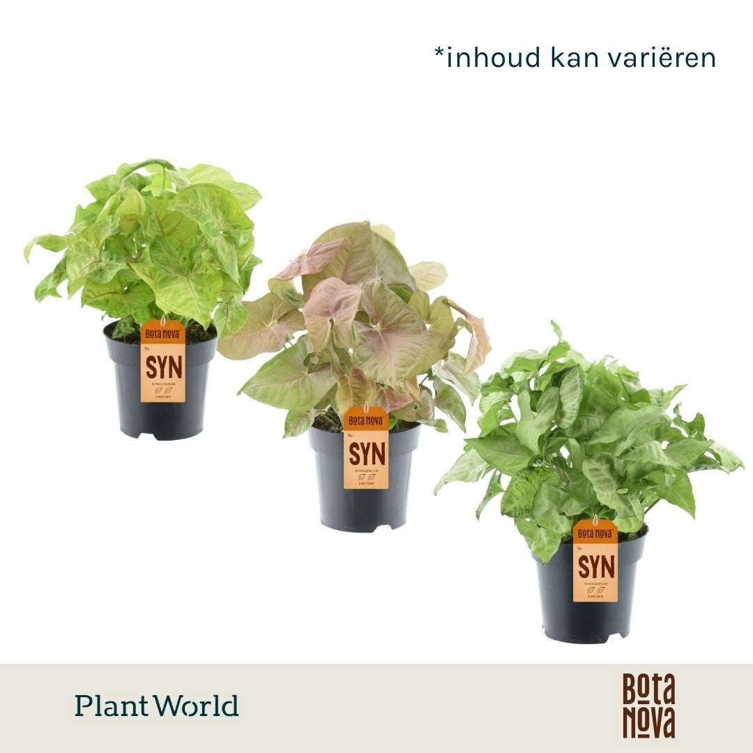 Plantworld Jogrow Syngonium mix Pack of 7