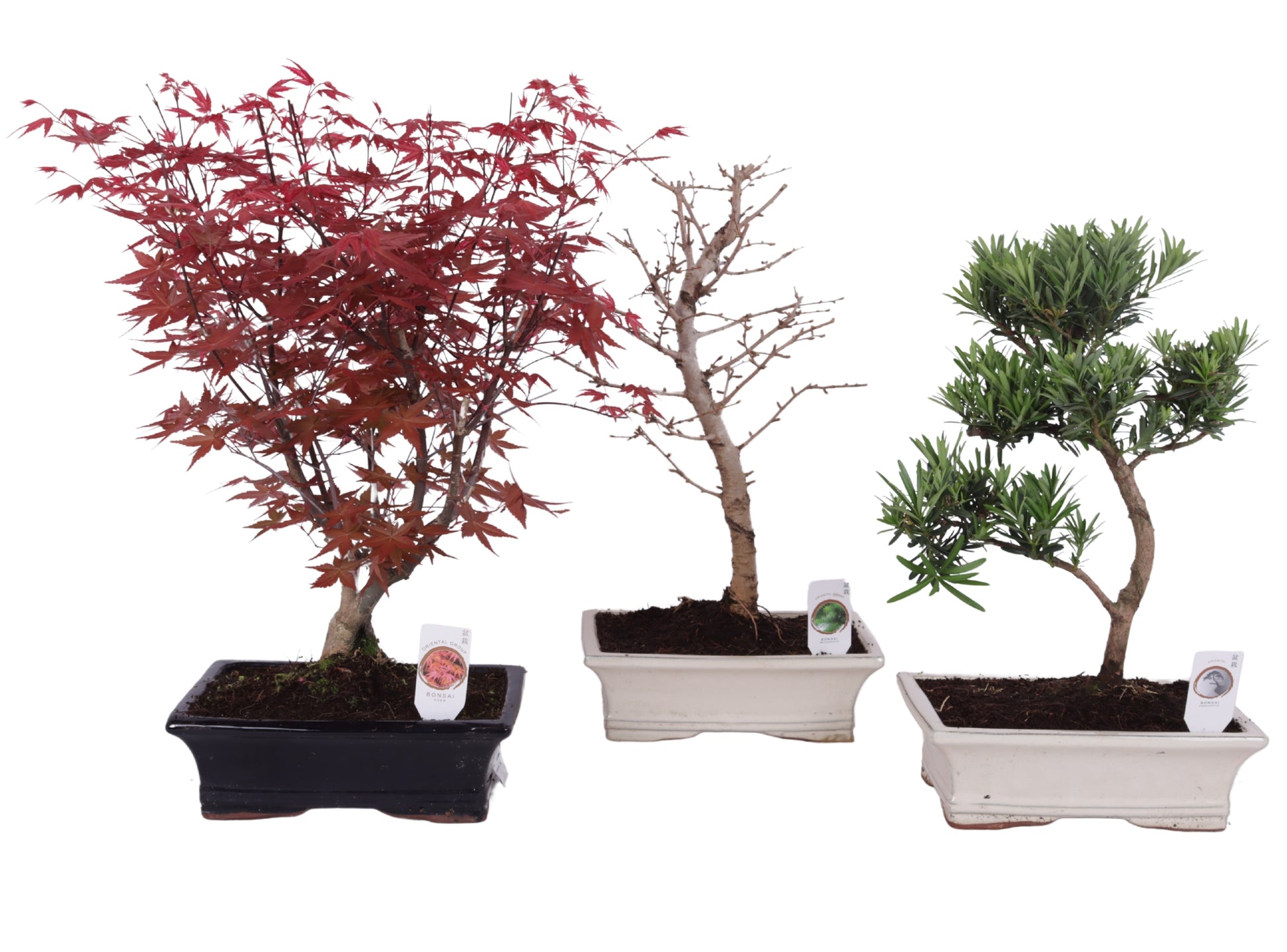 Bonsai mix (outdoor) 50cm 25cm Pot