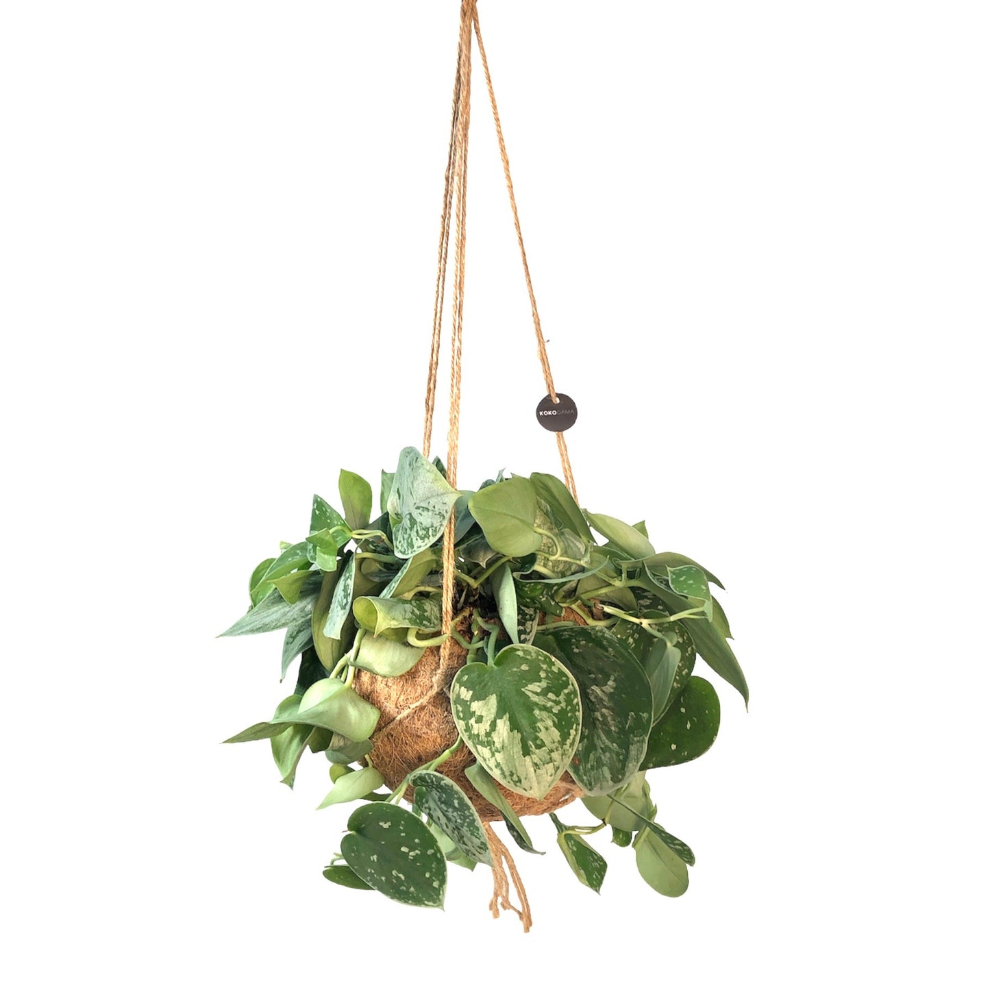 Scindapsus 40cm 17cm Pot