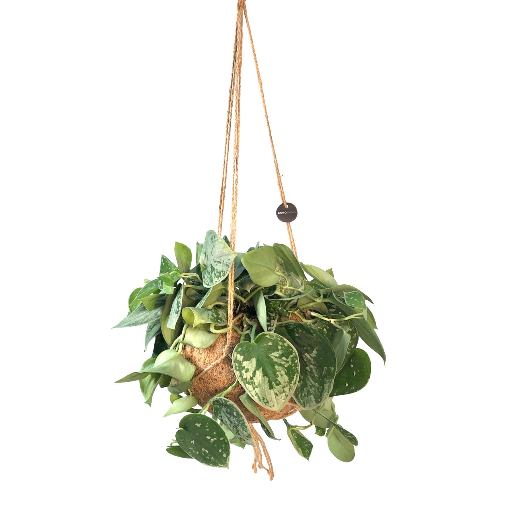 Scindapsus 40cm 17cm Pot