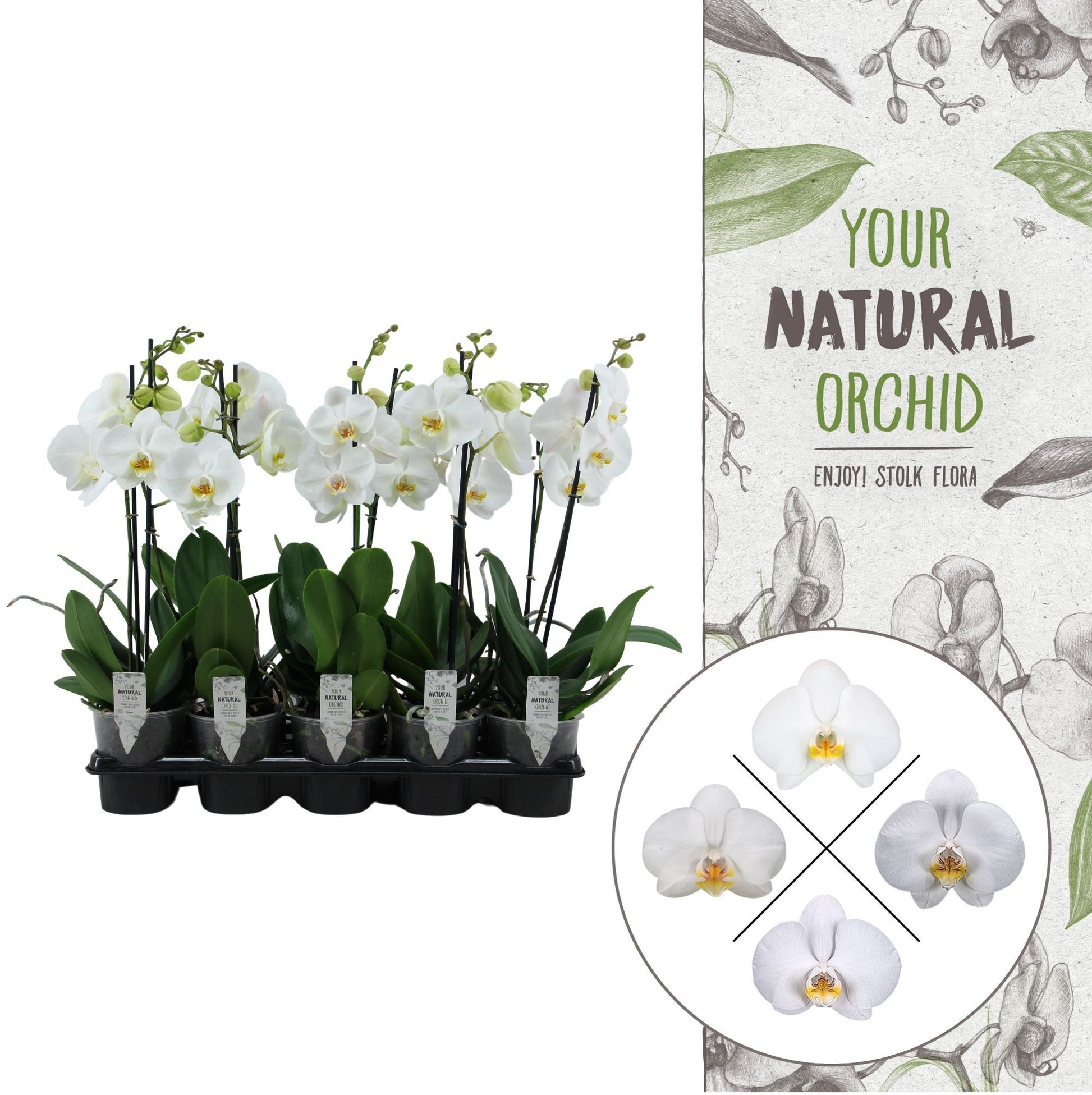 Phalaenopsis white 50cm 12cm Pot