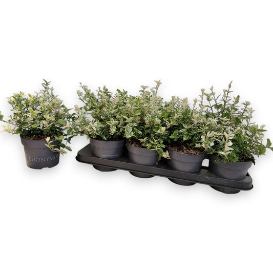 Euonymus Harlequin 30cm 13cm Pot