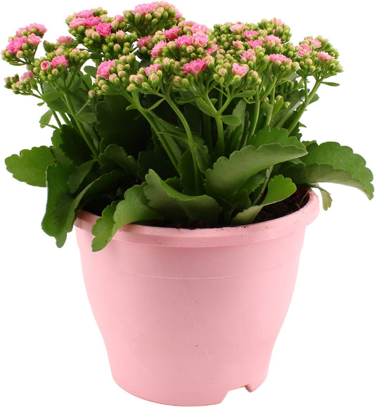 Kalanchoe Perfecta Pink 30cm 19cm Pot
