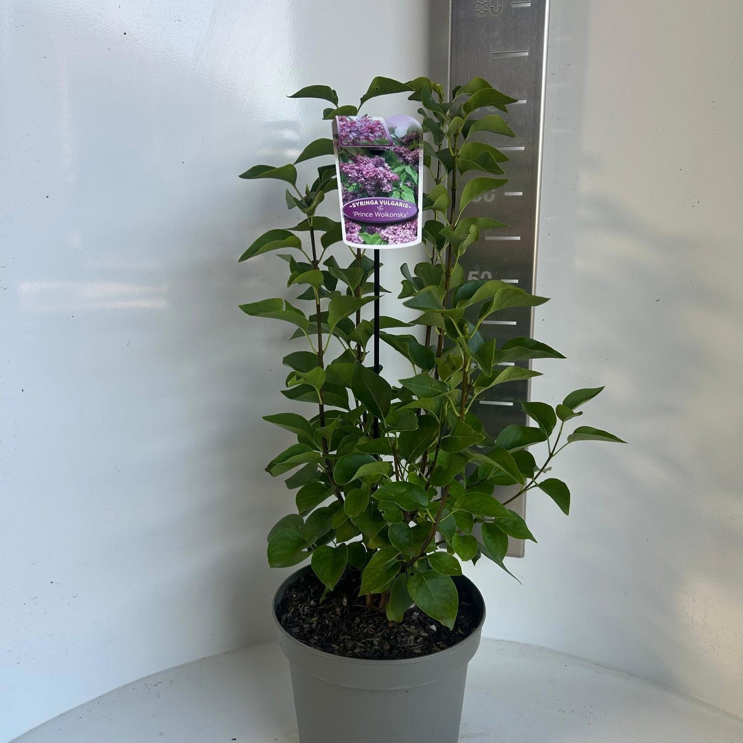 Syringa vulgaris 35cm 23cm Pot