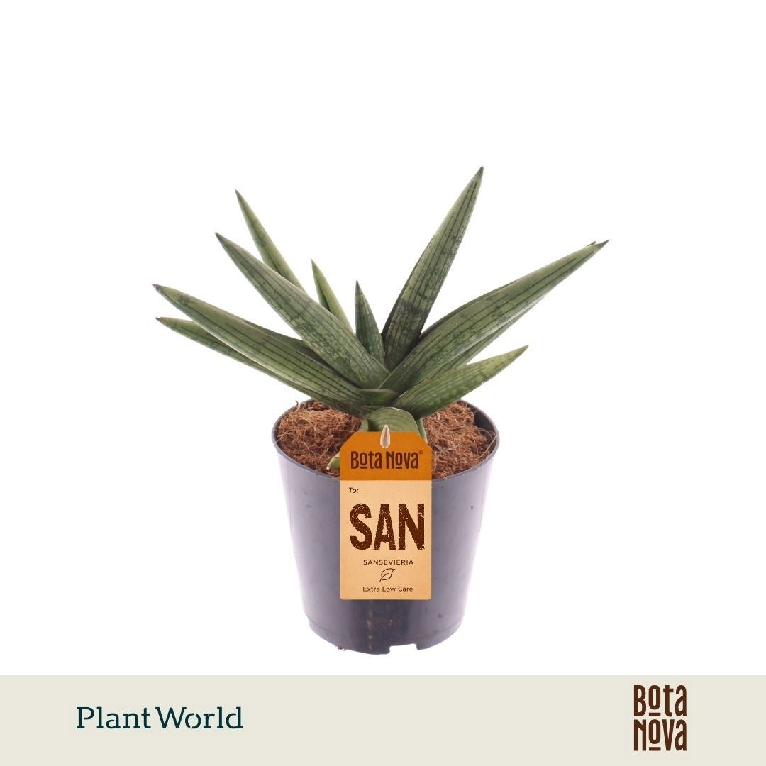 Plantworld Jogrow Sansevieria Pack of 6