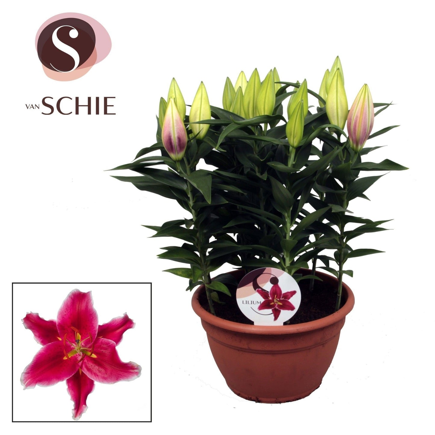 Lilium Starlight Express 55cm 25cm Pot