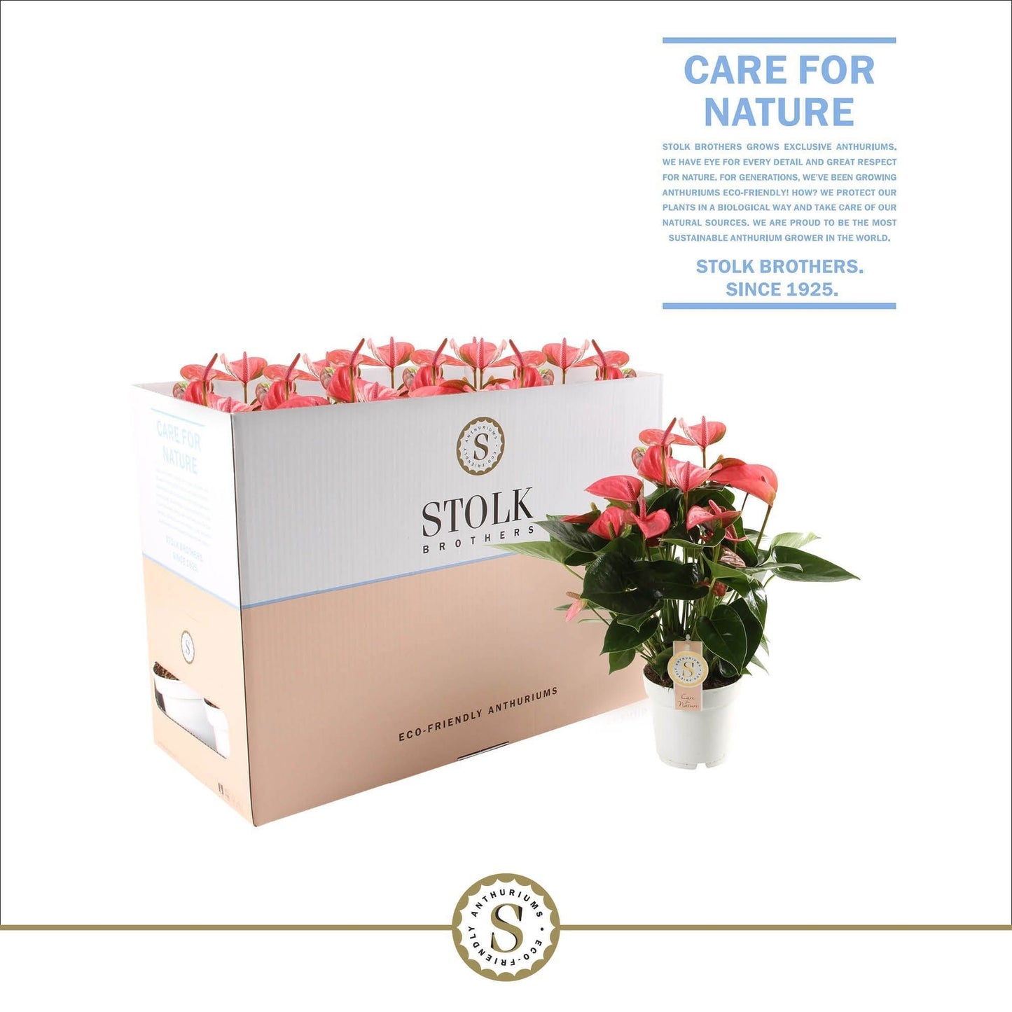 Anthurium Pink Champion 50cm 14cm Pot