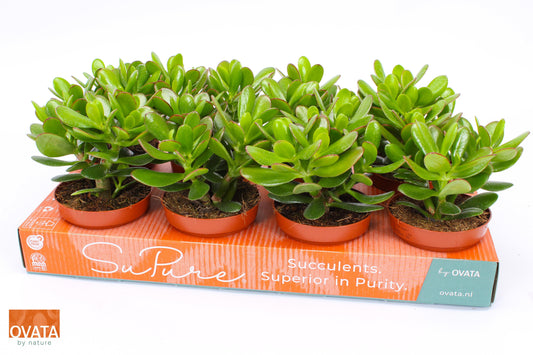 Crassula Magical Tree 15cm 12cm Pot