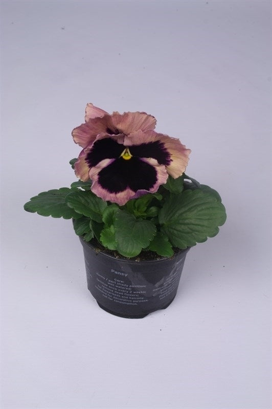 Viola Delta Pink Surprise 15cm 9cm Pot