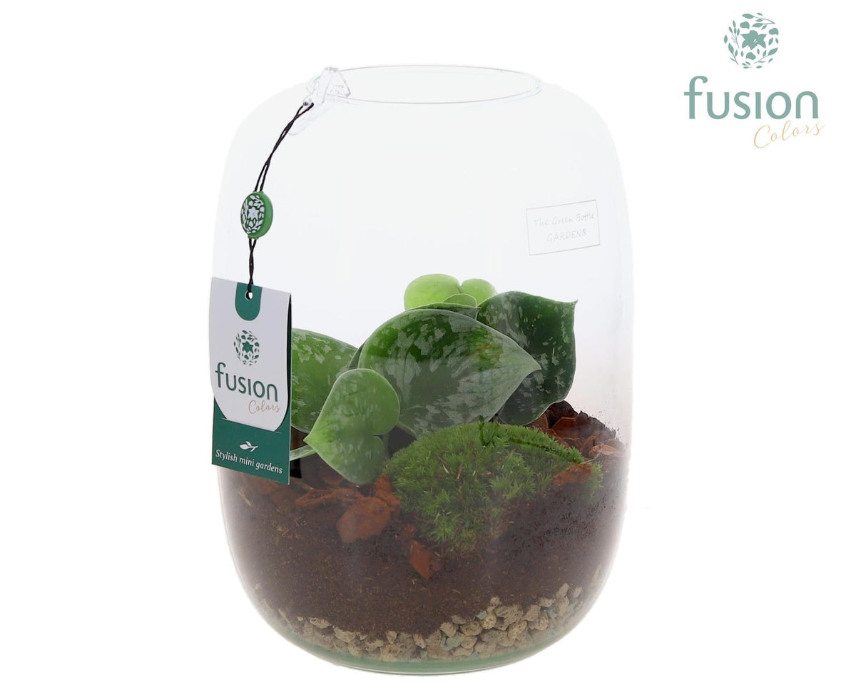 Green Bottle Isabella Large met Scindapsus 25cm 19cm Pot