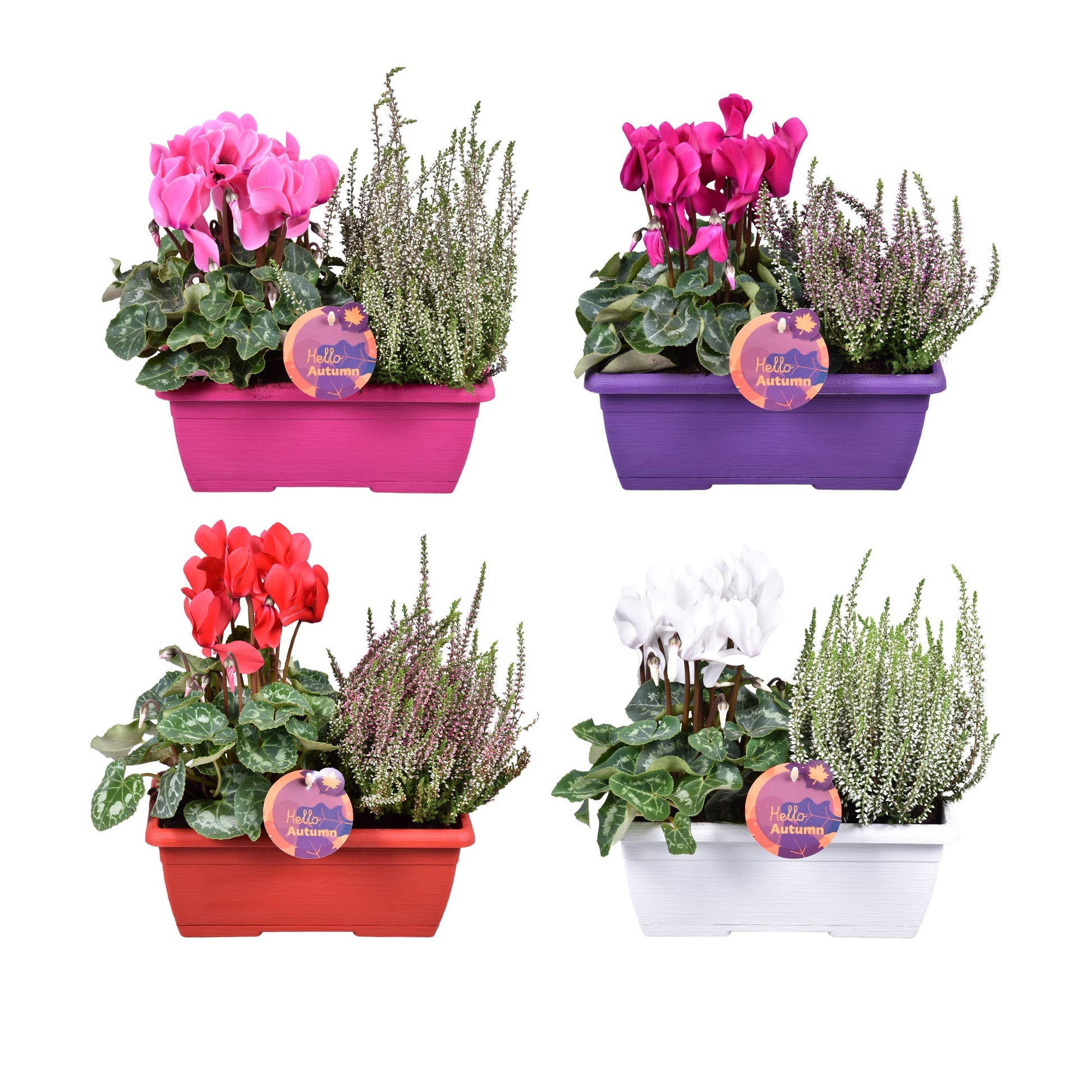 Adrichem Potplanten Bedding plants mixpot Pack of 4