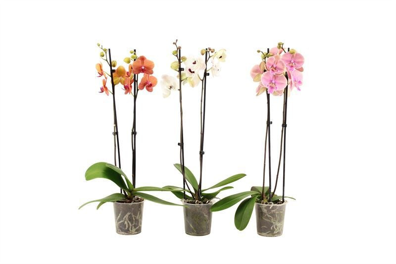 Phalaenopsis mix 60cm 12cm Pot