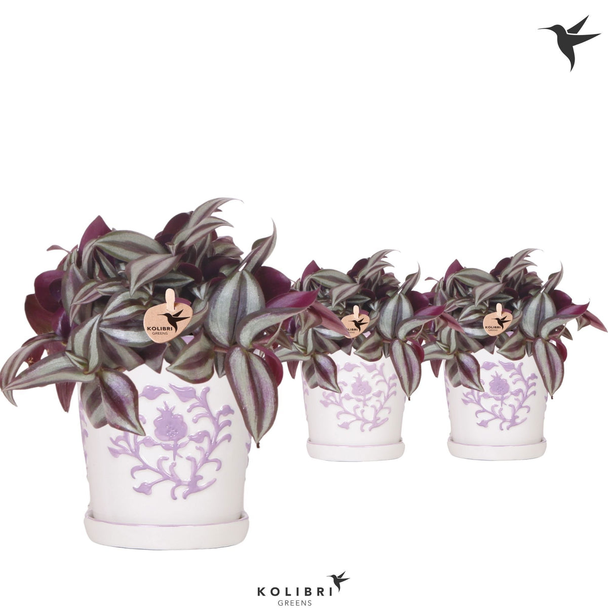 Tradescantia Violet Hill 20cm 9cm Pot
