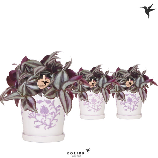 Tradescantia Violet Hill 20cm 9cm Pot