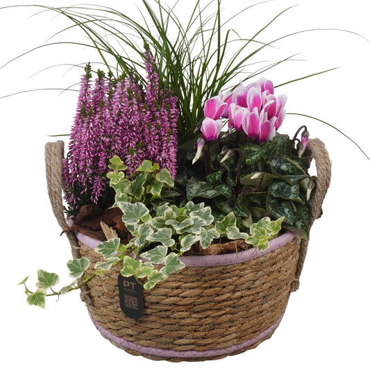 Outdoor arrangement 34cm 22cm Pot