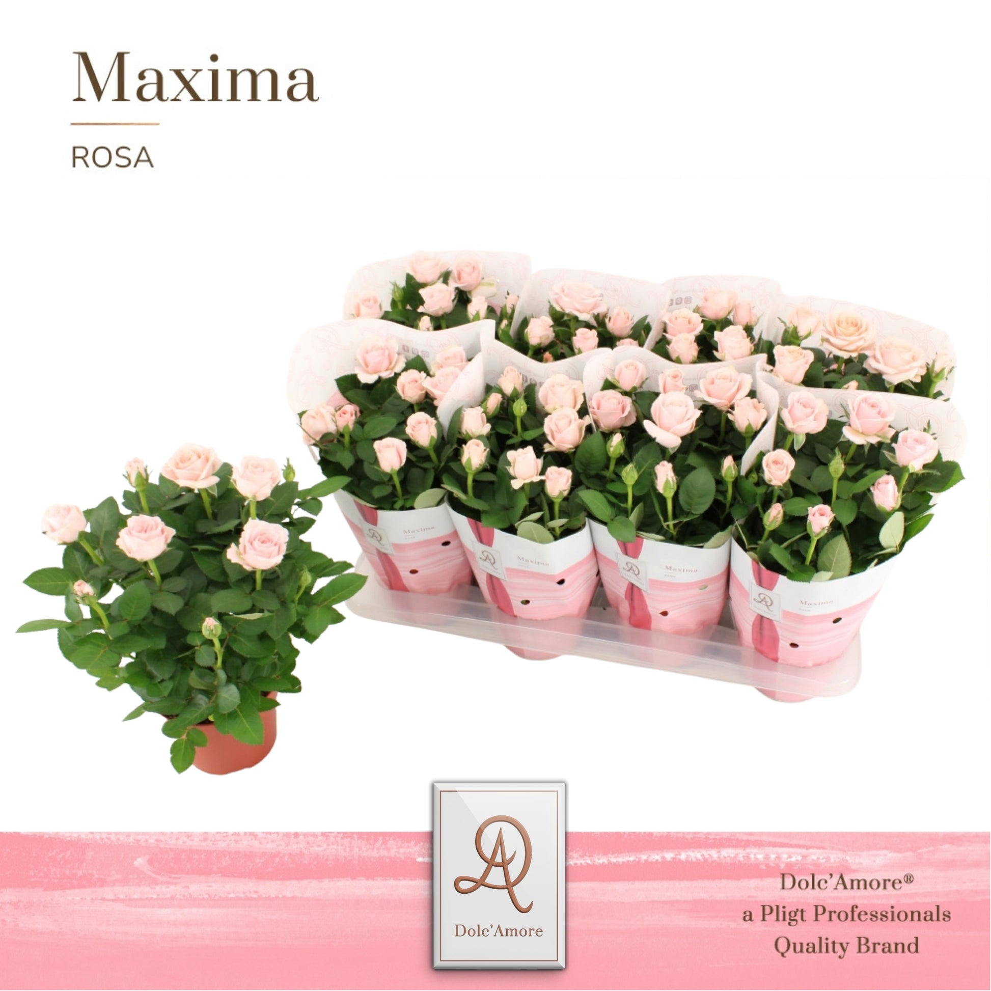 Pligt Professionals BV Rosa Infinity Princess Pack of 8