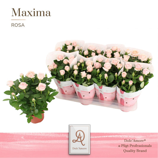 Rosa Infinity Princess 32cm 14cm Pot