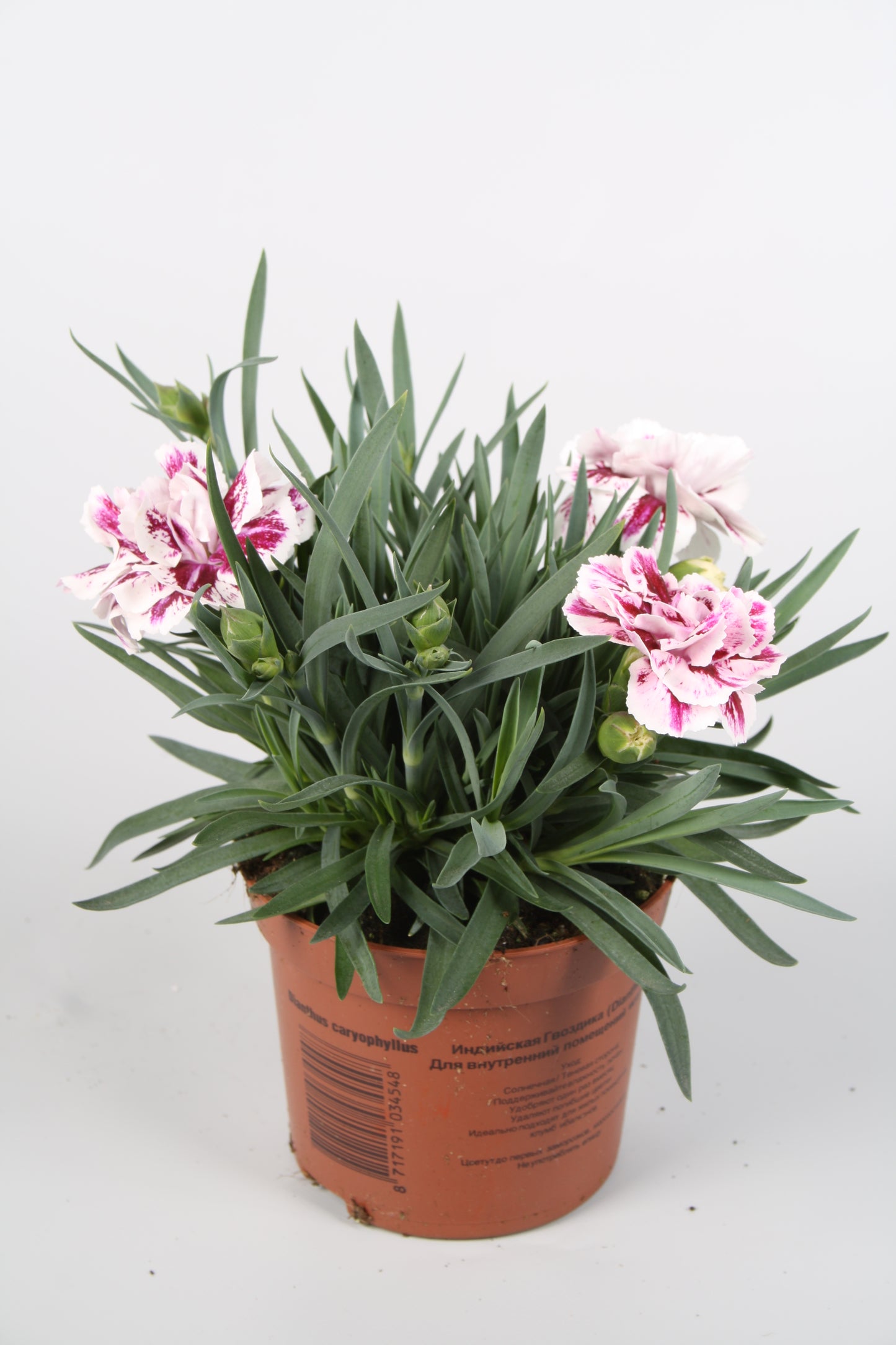 Dianthus DiaDeur Sissy 20cm 9cm Pot