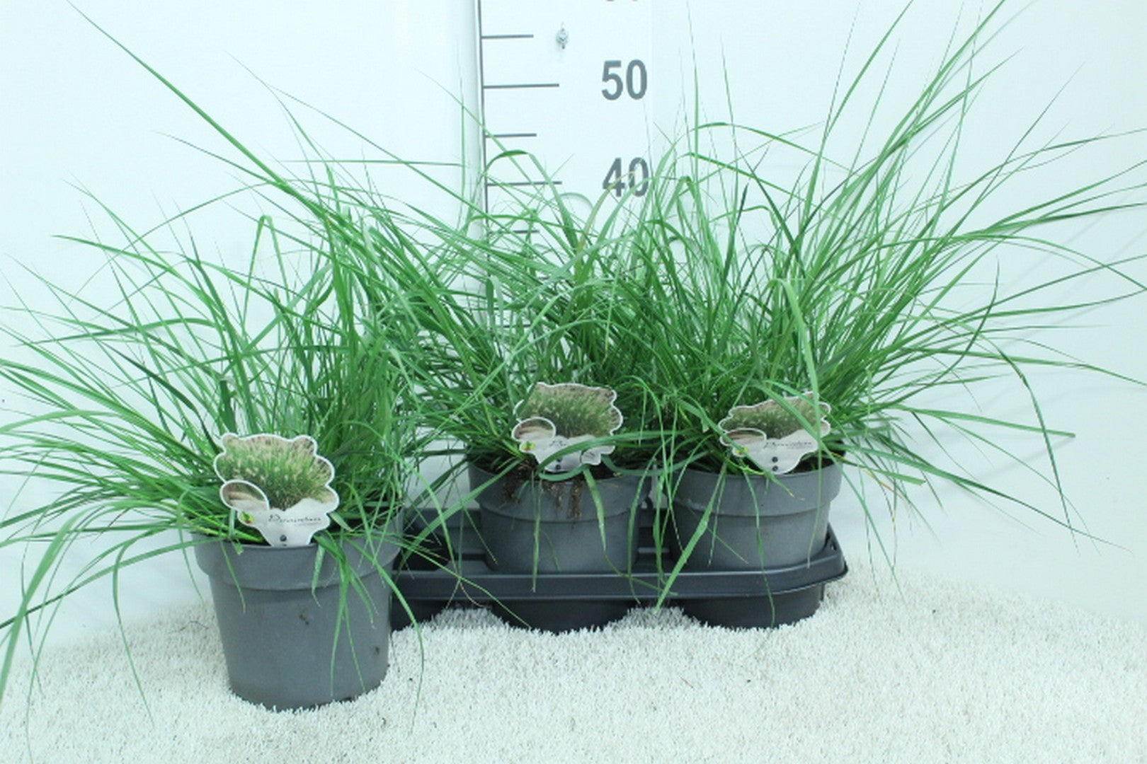 Pennisetum alopecuroides 50cm 19cm Pot