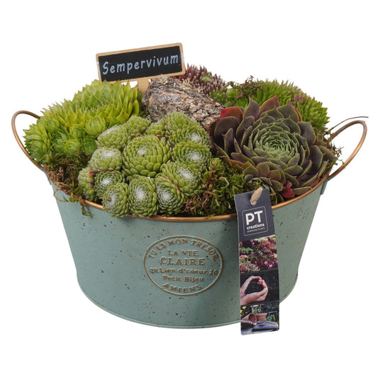 arr. Sempervivum 20cm 23cm Pot
