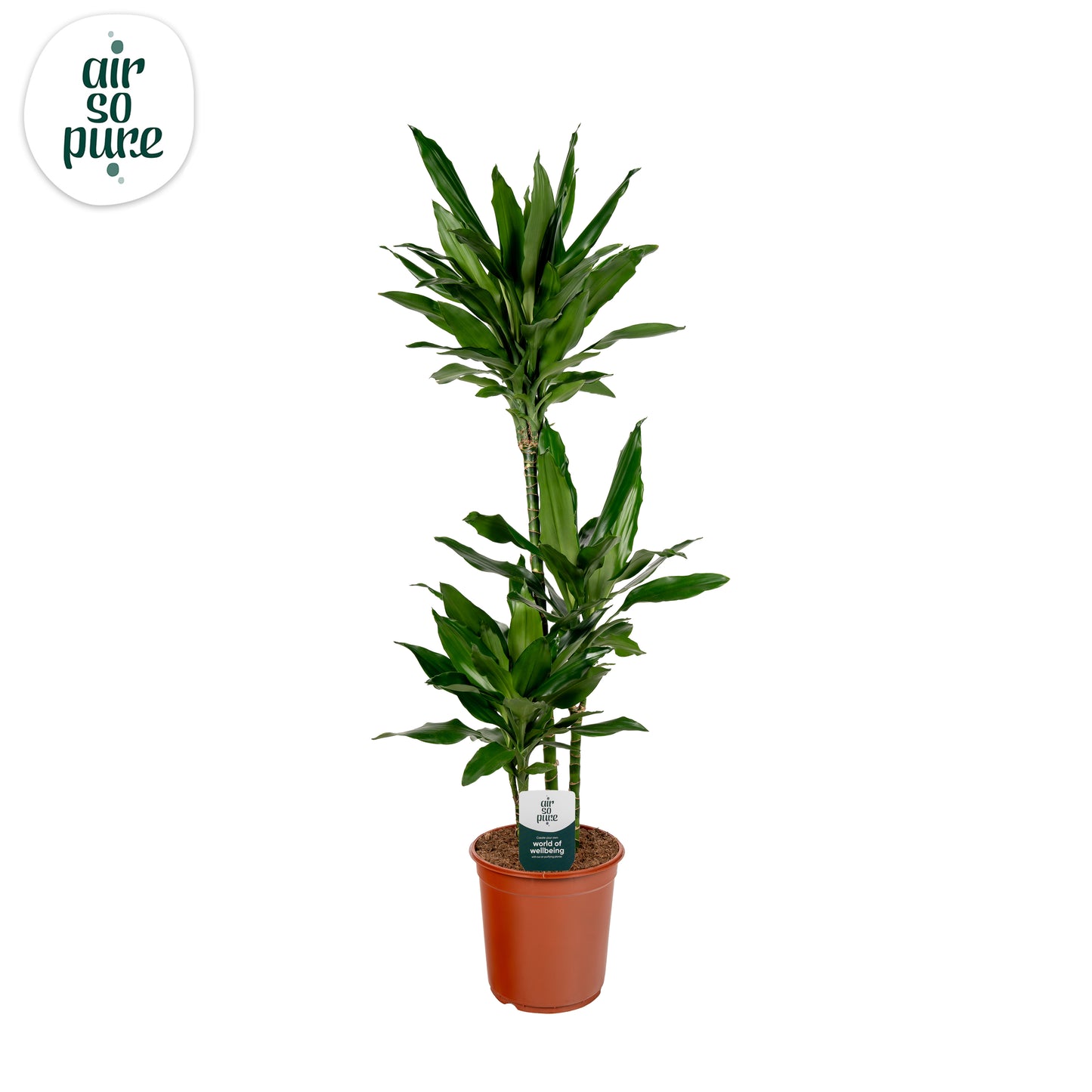 Dracaena frag. Janet Lind 125cm 24cm Pot