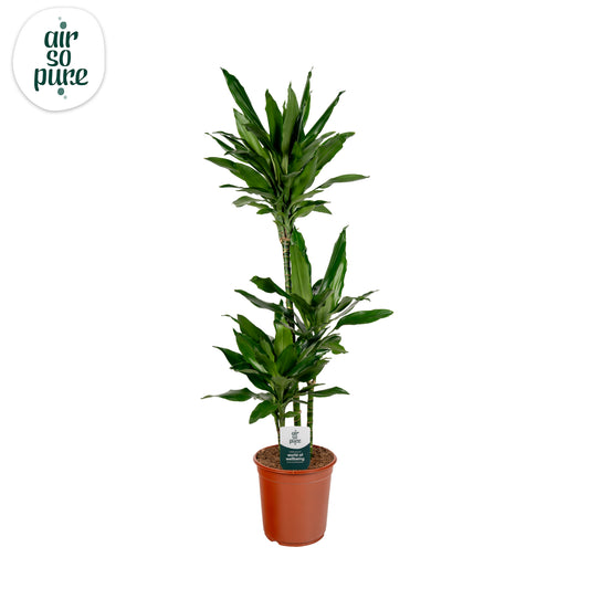 Dracaena frag. Janet Lind 125cm 24cm Pot