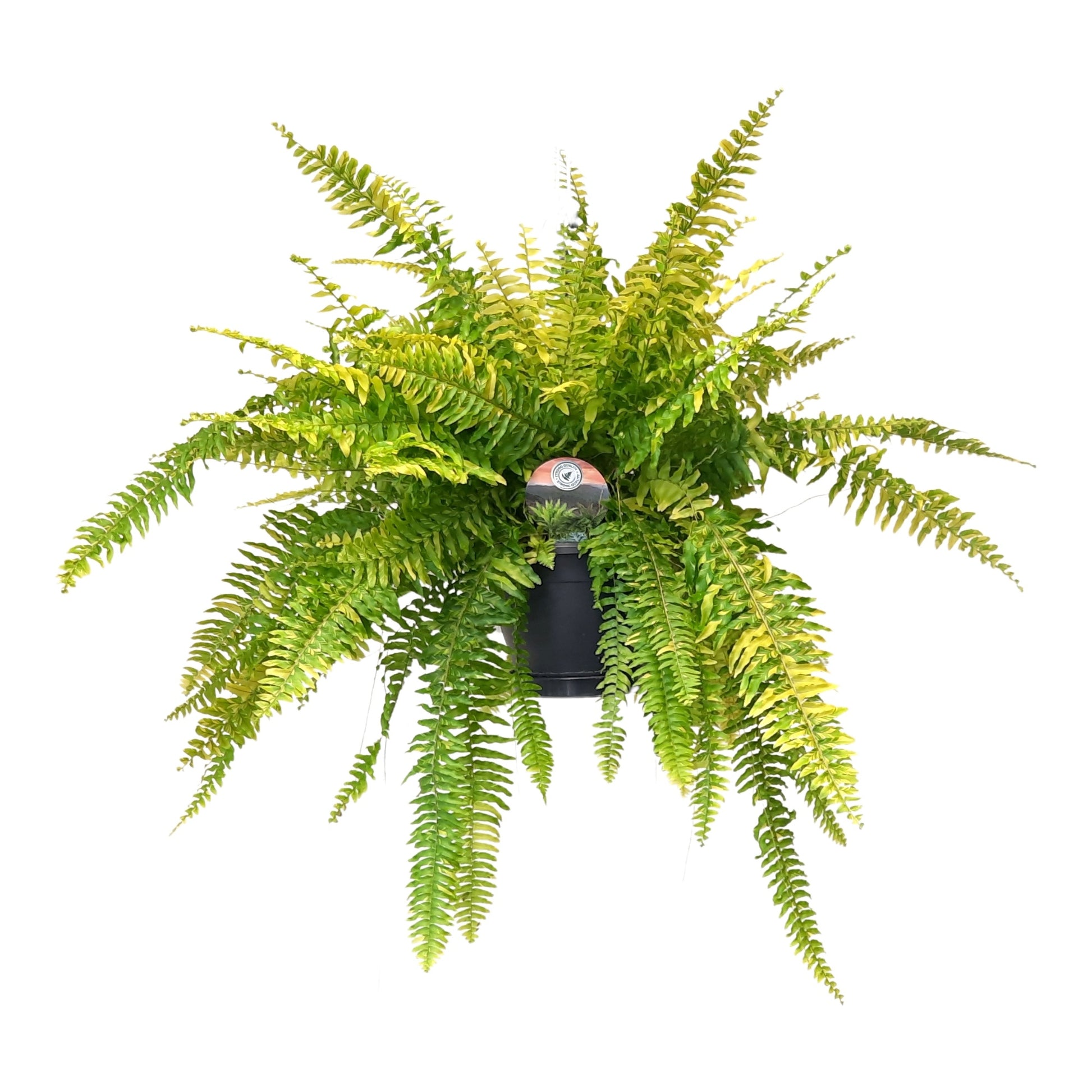 Nephrolepis Tiger 60cm 20cm Pot