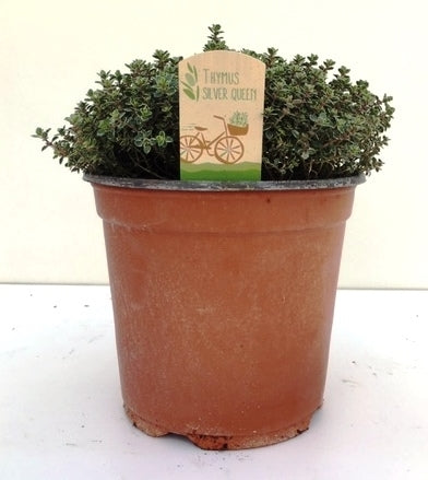 Thymus cit. Silver Queen 35cm 18cm Pot