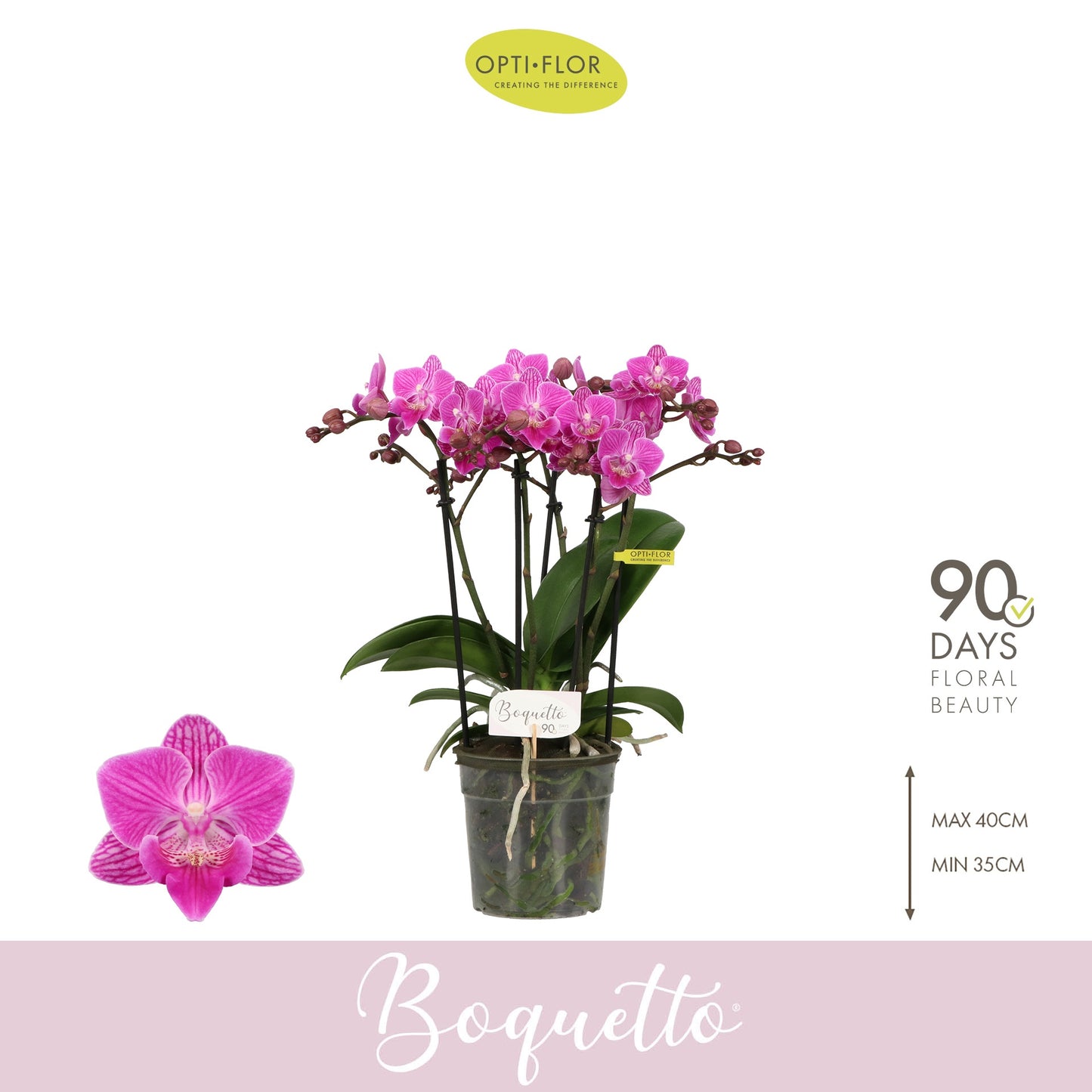 Phalaenopsis pink 35cm 12cm Pot