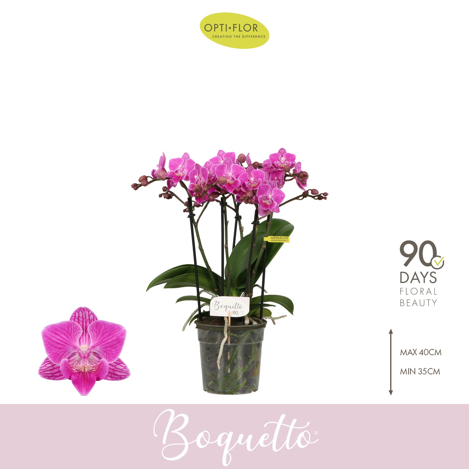 Phalaenopsis pink 35cm 12cm Pot